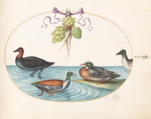 Tallerken 36: Rødbryst Merganser, Shoveler og to andre vannfugler med artisjokker av Joris Hoefnagel