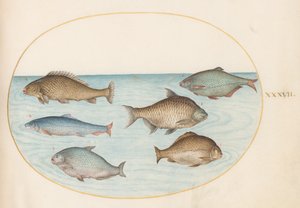 Tallerken 37: Seks fisk, inkludert karpe av Joris Hoefnagel