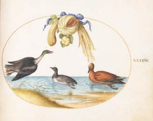 Plate 38: laksand med to andre vannfugler og en girlander av meloner og gresskar av Joris Hoefnagel