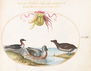 Plate 39: Tre vannfugler, en med blå føtter, under en krans av produksjon av Joris Hoefnagel