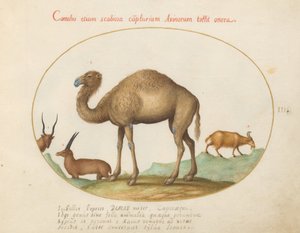 Plate 3: Kamel, steinbukk og geit av Joris Hoefnagel
