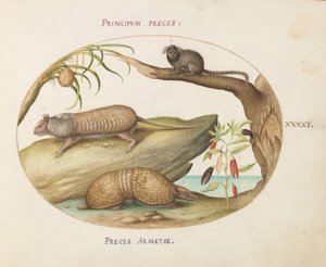 Tallerken 41: To typer beltedyr med en silkeape, en kokospalme og en pepperplante av Joris Hoefnagel