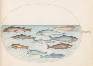 Tallerken 41: Sik(?) og annen fisk av Joris Hoefnagel