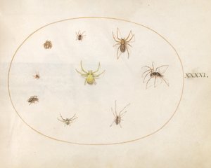 Plate 41: Gul edderkopp omgitt av åtte edderkopper av Joris Hoefnagel