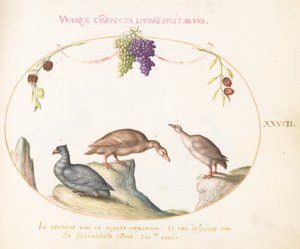 Plate 42: To grågås med en tredje fugl og hengende druer av Joris Hoefnagel