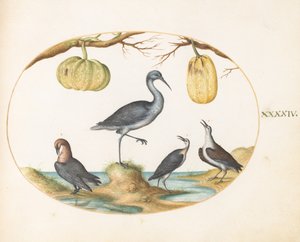  av Joris Hoefnagel