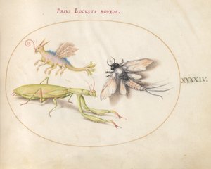 Plate 44: Mantis og Mayfly med et imaginært insekt av Joris Hoefnagel