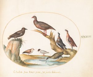 Plate 45: Måker og andre fugler på en strand av Joris Hoefnagel