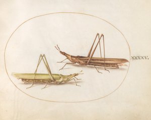 Tavle 45: To langhodede gresshopper (?) av Joris Hoefnagel