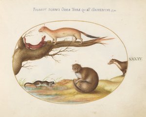 Plate 45: Weasels, en ilder og en "nøttemus" av Joris Hoefnagel