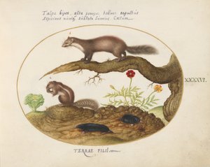 Plate 46: Stein Martin, sjimpemunk og føflekker med ringblomst og salat av Joris Hoefnagel