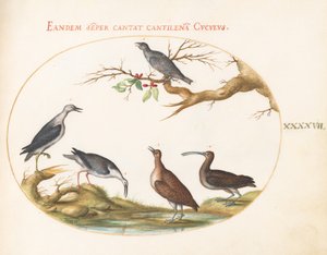Plate 47: Shore Birds with a Perching Bird av Joris Hoefnagel
