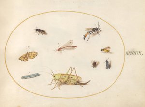 Tallerken 49: En gresshoppe, en larve, en sommerfugl, en møll og andre insekter av Joris Hoefnagel