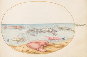 Tavle 49: knelerreke og kloen til en europeisk ferskvannskreps av Joris Hoefnagel