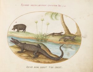Plate 50: En krokodille(?), en flodhest(?) og to øgler med en papyrusplante av Joris Hoefnagel