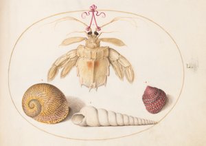 Plate 50: En død eremittkrabbe(?) med tårnsnegleskjell av Joris Hoefnagel
