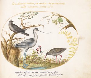 Plate 50: En avoket med to andre fugler av Joris Hoefnagel