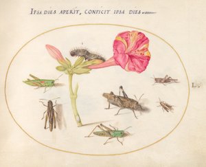 Plate 50: Gresshopper, en larve og et skjoldinsekt med en fireklokkeblomst av Joris Hoefnagel