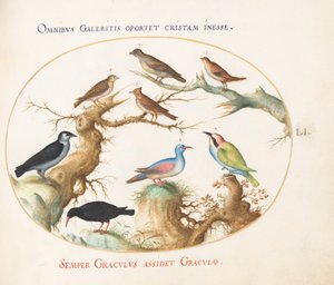 Plate 51: Kryssnebb, chough, bieter og andre fugler av Joris Hoefnagel