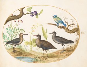 Plate 52: Blåmeis med tre vadefugler og fikentre av Joris Hoefnagel