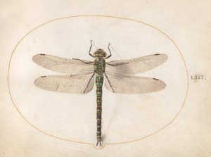 Plate 53: Southern Hawker Dragonfly av Joris Hoefnagel