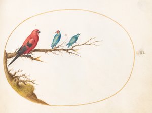 Plate 53: Tre fargerike fugler av Joris Hoefnagel