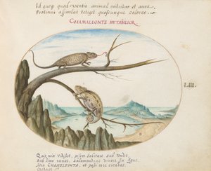 Plate 53: To kameleoner over San Sebastián, Spania av Joris Hoefnagel