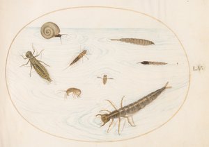 Plate 55: Vanninsekter og virvelløse dyr, inkludert en snegl av Joris Hoefnagel