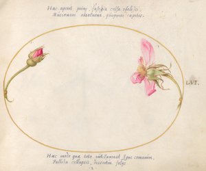 Tallerken 56: En roseknopp og en desintegrerende rosa rose av Joris Hoefnagel