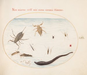 Plate 56: Vannskorpion, vannmåler, damskater, rødvannmidd, igle(?) og andre vanninsekter av Joris Hoefnagel