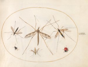 Plate 57: A Ladybug, a Fly, and Four Other Insects   1226998   no       norwegian Successfully Translated  Original: Leaf from a Jain Manuscript: The Story of Kalakacharya of Devachandra: Brahmanshanti…verso, 1279. Translat: Leaf from a Jain Manuscript: Th av Joris Hoefnagel