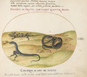 Plate 57: En slange, en ildsalamander og en slangelignende skapning med to bein av Joris Hoefnagel