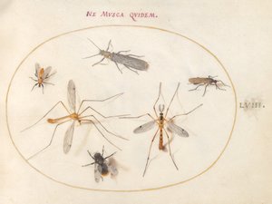 Plate 58: En bie og fem andre insekter av Joris Hoefnagel