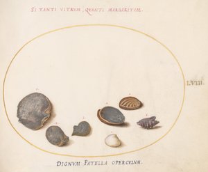 Plate 58: Skjell, inkludert Abalone(?) av Joris Hoefnagel