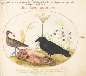 Plate 59: Krølle og kråke med hestehodeskalle av Joris Hoefnagel