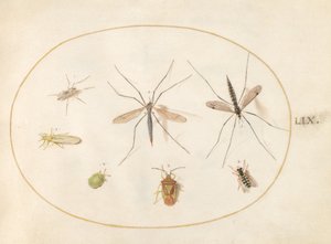 Plate 59: Syv insekter, inkludert en hagtornskjoldbug, tranefluer og en sveveflue av Joris Hoefnagel