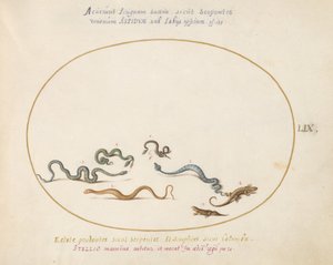 Plate 59: Slanger og en øgle av Joris Hoefnagel