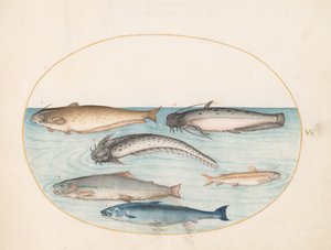Plate 5: Tre steinbit, en laks og to andre fisker av Joris Hoefnagel