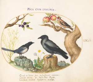 Tallerken 60: Magpie, Crow og Goldfinch av Joris Hoefnagel