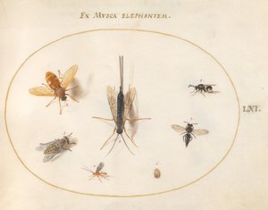 Plate 61: Syv insekter, inkludert fluer av Joris Hoefnagel