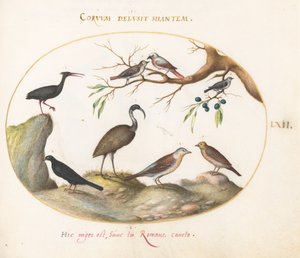 Plate 62: Northern Bald Ibis og Glossy Ibis med andre fugler av Joris Hoefnagel