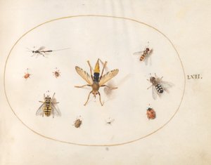 Plate 62: Ti insekter av Joris Hoefnagel