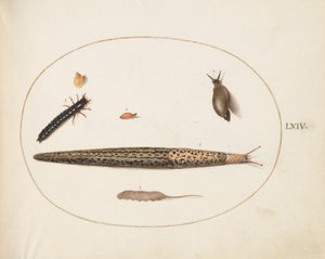 Plate 64: Leopardsnegl, jordbillelarve, en rottehalemake og andre skapninger av Joris Hoefnagel