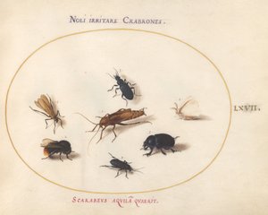 Plate 67: Syv insekter, inkludert en hvit sommerfugl og en bie av Joris Hoefnagel