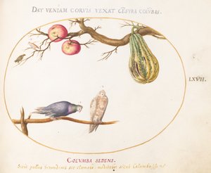Plate 67: To duer under en kalebass og epler av Joris Hoefnagel