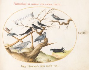 Plate 68: En rype, svaler og andre fugler av Joris Hoefnagel
