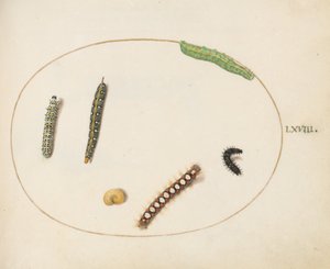 Plate 68: Leafy Spurge Hawkmoth Caterpillar, Mullein Moth Caterpillar og andre larver av Joris Hoefnagel