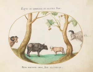 Plate 6: En variant av okser med en vær og en vannbøffel(?) ved et platan av Joris Hoefnagel
