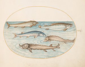 Plate 6: fem maller og stør (?) av Joris Hoefnagel