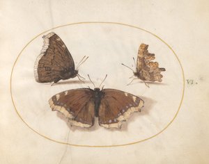 Plate 6: To utsikter av en sørgekappe (Camberwell Beauty) sommerfugl med en kommasommerfugl av Joris Hoefnagel